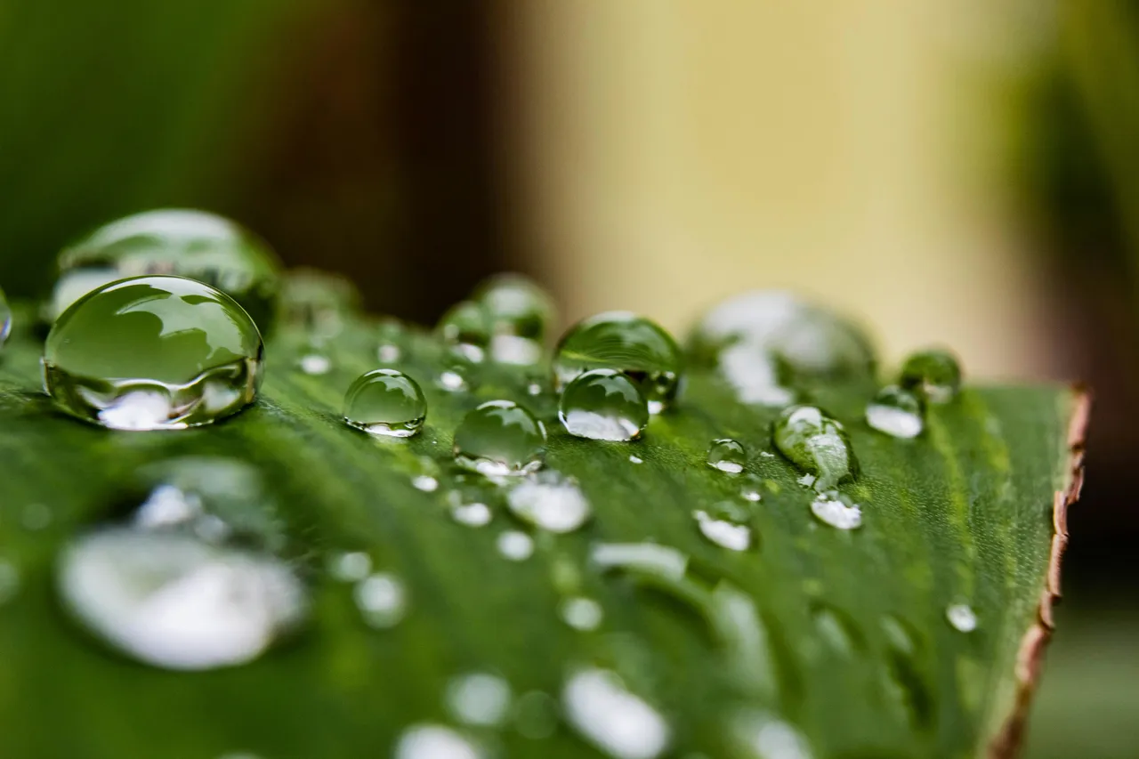 Water drops on a leaf