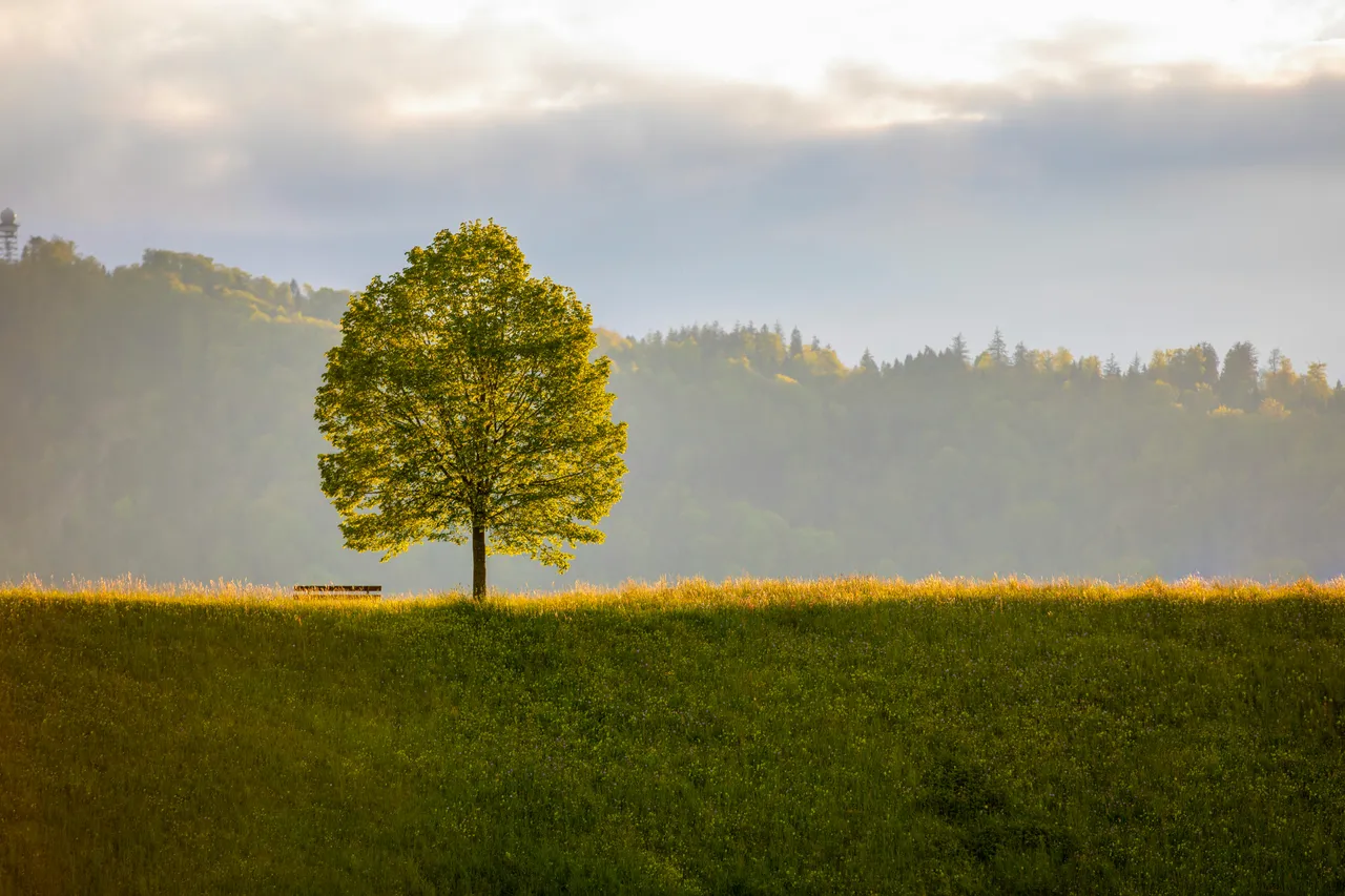 Tree on a hill